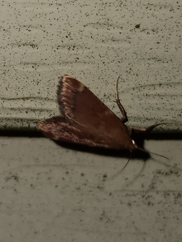 Red-shawled Moth photo 2