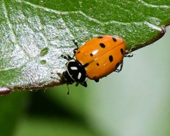 Hippodamia convergens