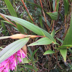 Elleanthus maculatus