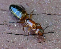 Camponotus essigi