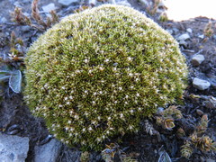 Colobanthus brevisepalus