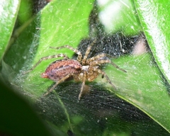 Agelenidae