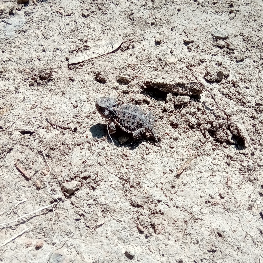Phrynosoma orbiculare orbiculare