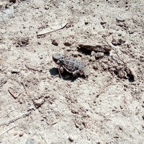 Phrynosoma orbiculare orbiculare