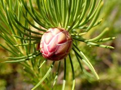Protea nana