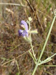 Salvia albicaulis