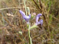 Salvia albicaulis