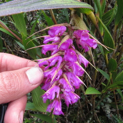 Elleanthus maculatus