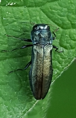 Agrilus cyanescens