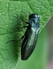 Agrilus cyanescens