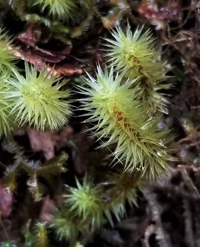 Breutelia arundinifolia observed 2021-07-03