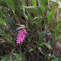 Elleanthus maculatus