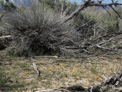 Erythranthe carsonensis