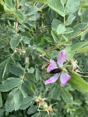 Acmaeodera knowltoni