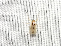 Coelotanypus concinnus