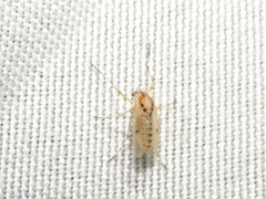 Coelotanypus concinnus