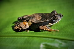 Perez's Snouted Frog photo 5