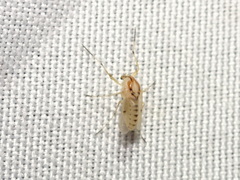 Coelotanypus concinnus