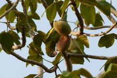 Brotogeris versicolurus