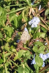 Leptotes trigemmatus