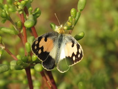 Colotis phisadia