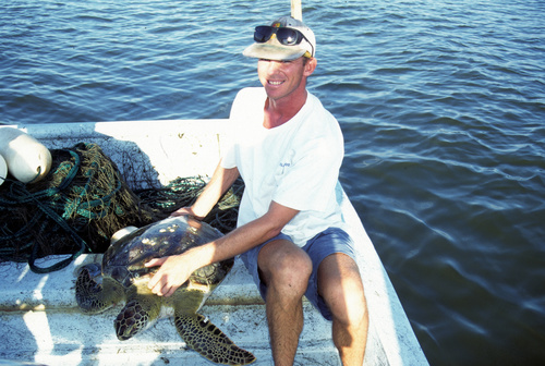 Green Sea Turtle photographed in Florida