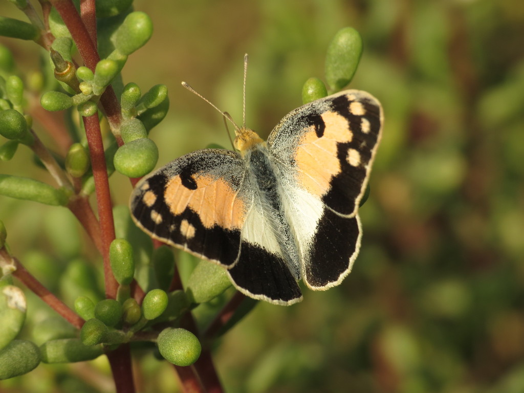Blue Spotted Arab