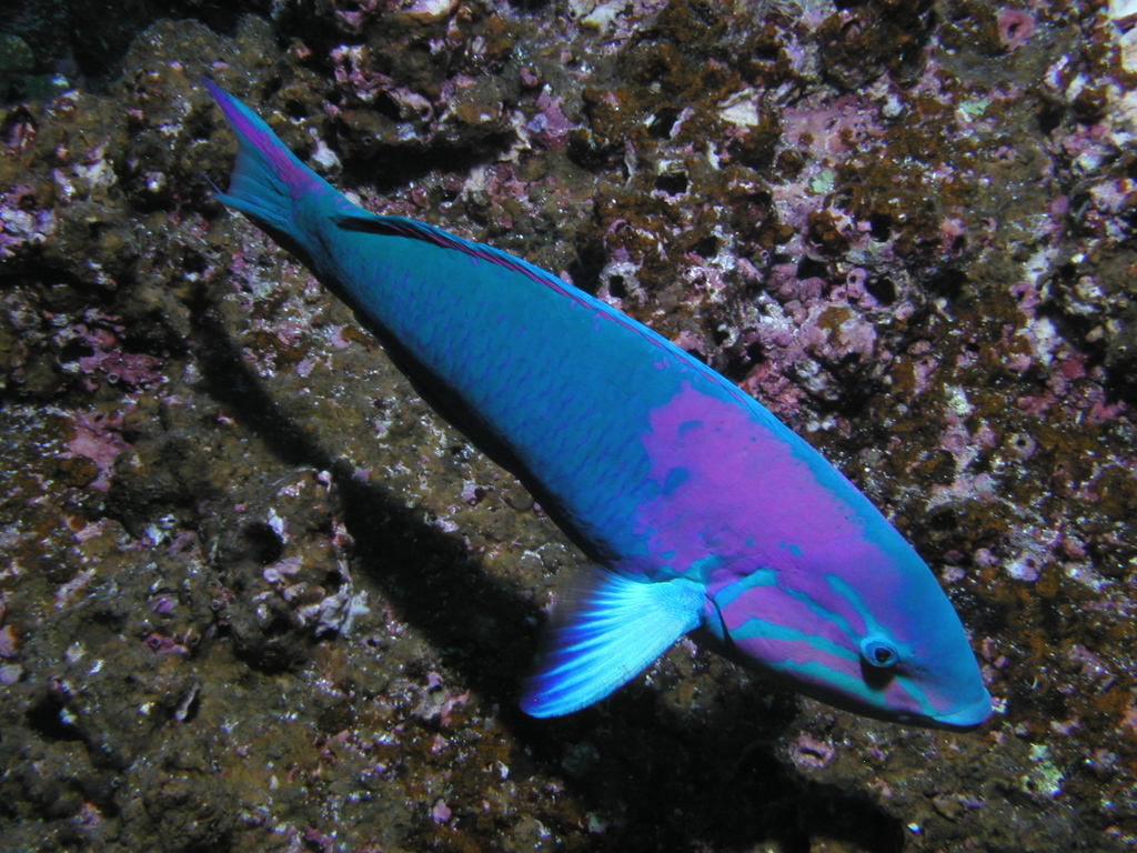 Sunset Wrasse