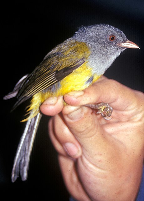 Gray-hooded Bush Tanagers