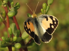 Colotis phisadia