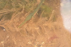 Hydrallmania falcata