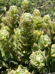 Castilleja ambigua