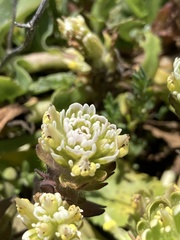 Castilleja ambigua