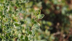 Acmispon heermannii heermannii