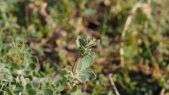 Acmispon heermannii heermannii