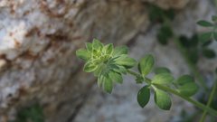 Acmispon heermannii heermannii