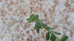 Acmispon heermannii heermannii