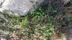 Acmispon heermannii heermannii