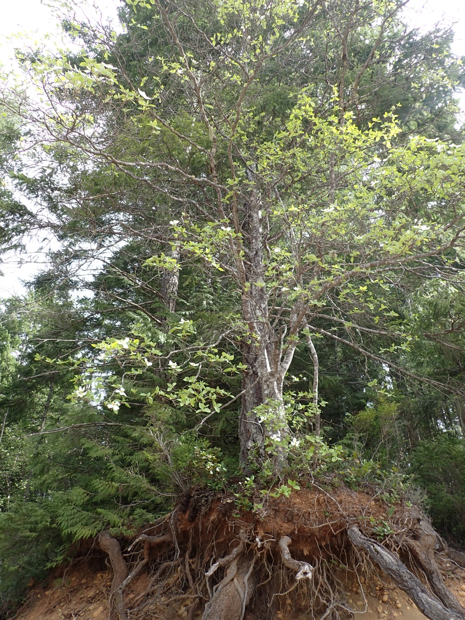 Cornus nuttallii