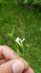 Trifolium monanthum monanthum