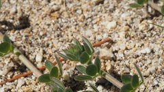 Acmispon heermannii heermannii