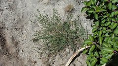 Acmispon heermannii heermannii