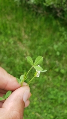 Trifolium monanthum monanthum