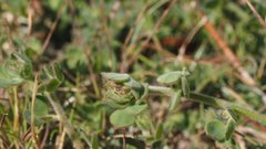 Acmispon heermannii heermannii