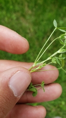 Trifolium monanthum monanthum