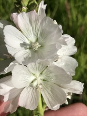 Sidalcea candida