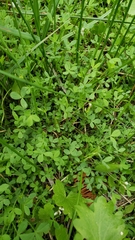 Trifolium monanthum monanthum