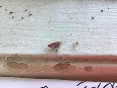 Pyrausta volupialis