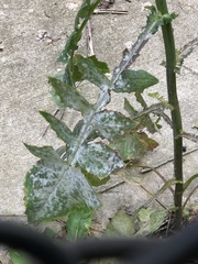 Golovinomyces sonchicola