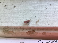 Pyrausta volupialis